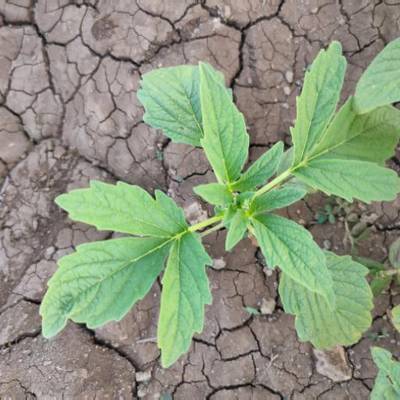 Sample image from Crop and Weed Detection