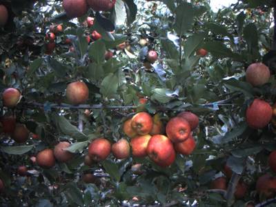 Sample image from Apple from Orchard Environment