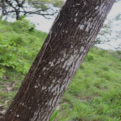 Sample image from Tree Binary Segmentation