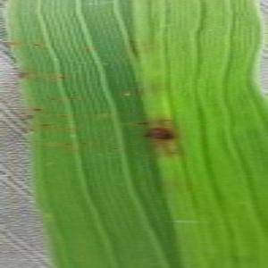 Sample image from Rice Disease