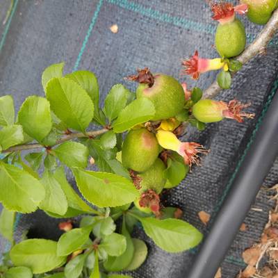 Sample image from QuinceSet