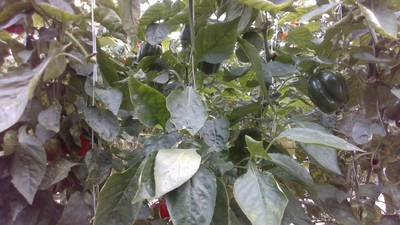 Sample image from Sweet Pepper