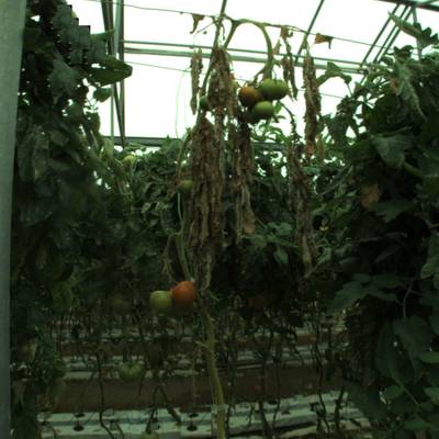 Sample image from tomatOD