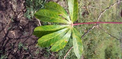 Sample image from Makerere University Cassava