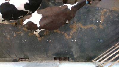 Sample image from Cows2021