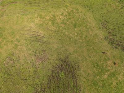 Sample image from Cattle Detection and Counting in UAV Images