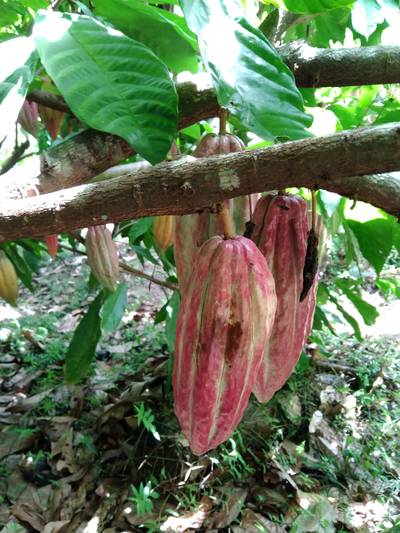 Sample image from Cocoa Diseases