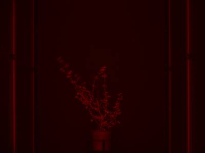 Sample image from CosegPP