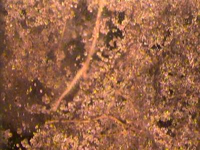 Sample image from PRMI