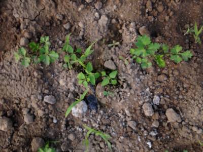 Sample image from Carrot-Weed