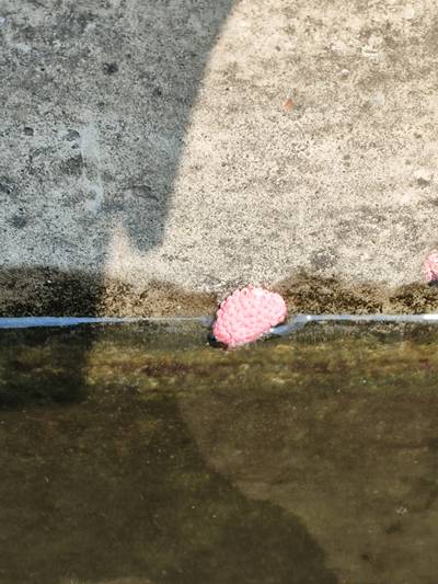Sample image from Pink-Eggs Dataset V1