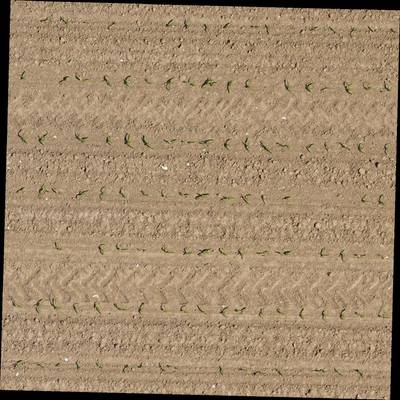Sample image from Plant Detection and Counting