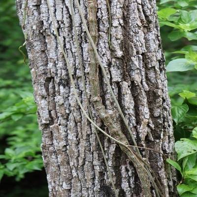 Sample image from Tree Binary Segmentation