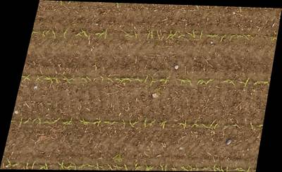 Sample image from Plant Detection and Counting
