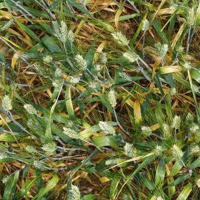 Sample image from Synthetic GWHD