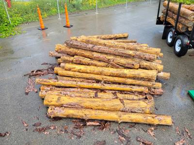 Sample image from TimberSeg
