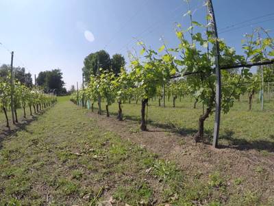 Sample image from Vineyard Rows