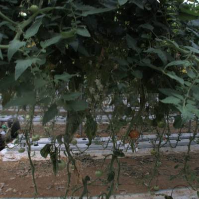 Sample image from tomatOD