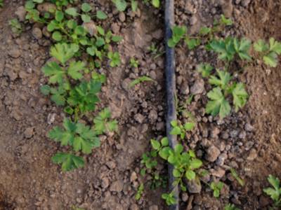 Sample image from Carrot-Weed
