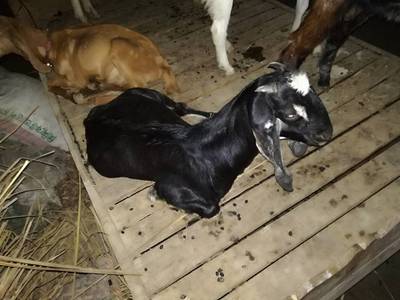 Sample image from Goat Image