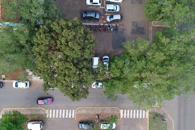 Sample image from Tree Species Detection
