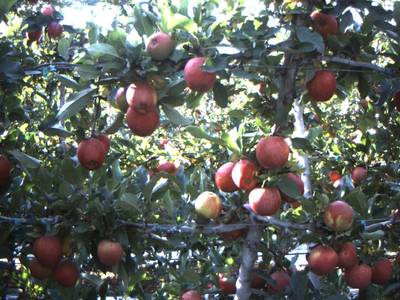 Sample image from Apple from Orchard Environment