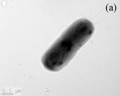 Sample image from EMPS