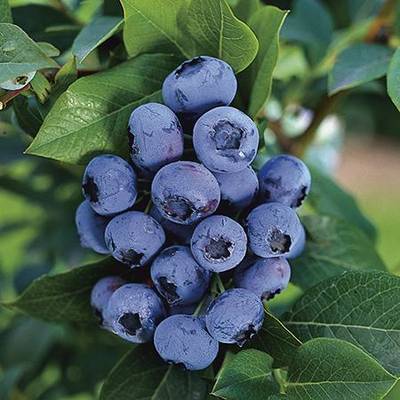 Sample image from deepNIR Fruit Detection