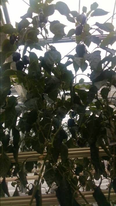 Sample image from BUP19