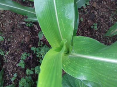 Sample image from Corn Leaf Infection
