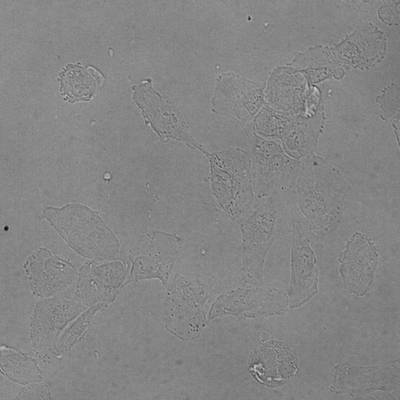 Sample image from Recognizance'22 Round 2