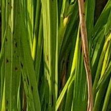 Sample image from Rice Disease