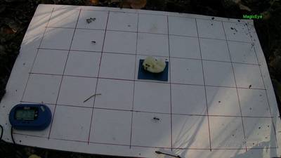 Sample image from Ant Detection