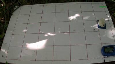 Sample image from Ant Detection