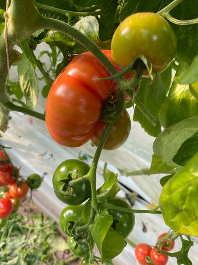 Sample image from LaboroTomato