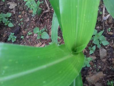 Sample image from Corn Leaf Infection