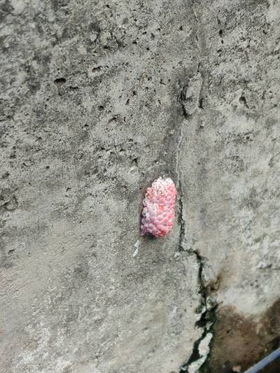 Sample image from Pink-Eggs Dataset V1