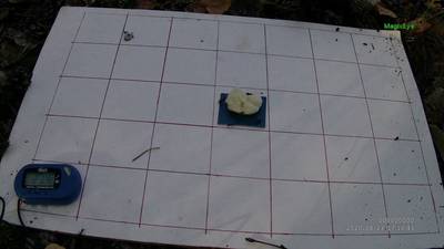 Sample image from Ant Detection
