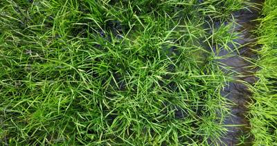 Sample image from Paddy Rice Imagery