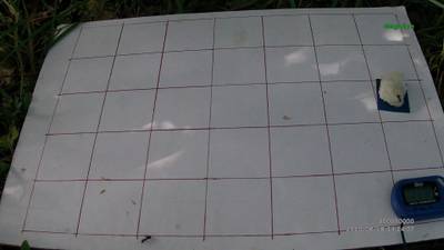 Sample image from Ant Detection