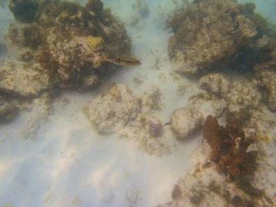 Sample image from SUIM