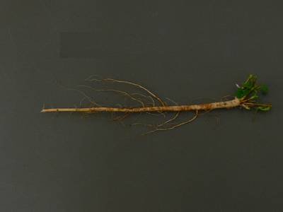 Sample image from Alfalfa Roots