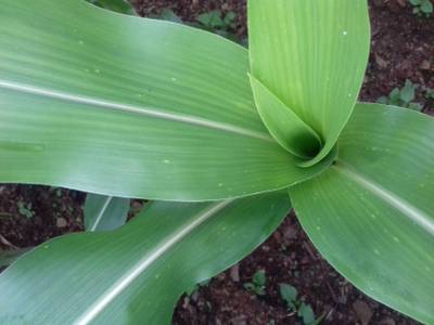 Sample image from Corn Leaf Infection