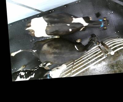 Sample image from OpenCow2020