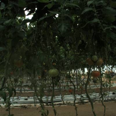 Sample image from tomatOD