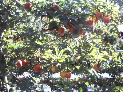 Sample image from Apple Dataset Benchmark from Orchard Environment
