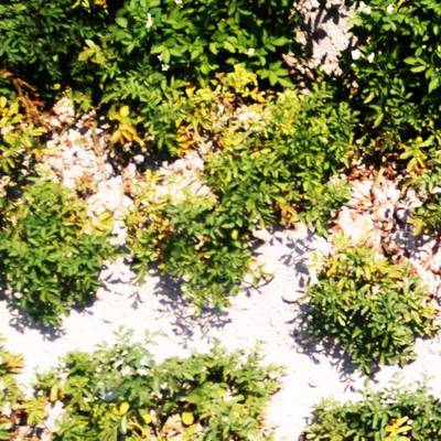 Sample image from Potato Plants Images