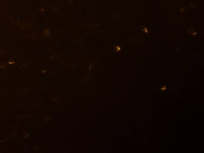 Sample image from Fluorescent Neuronal Cells