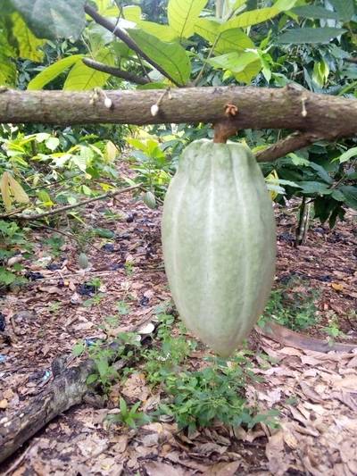 Sample image from KaraAgro AI Cocoa
