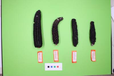 Sample image from Maize Cobs